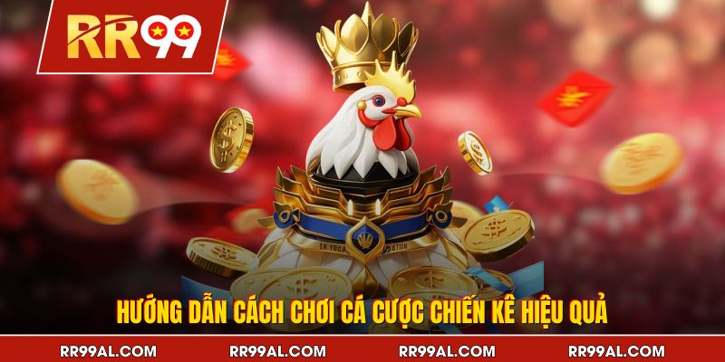 Hướng dẫn cách chơi cá cược chiến kê hiệu quả