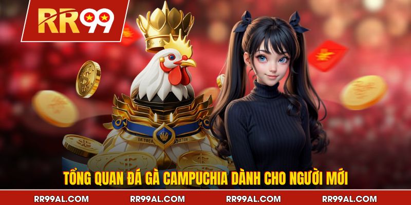 Tổng quan đá gà Campuchia dành cho người mới
